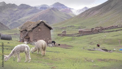 Lamas grazing near the houses of the peasants at the Andean mountains of Peru	