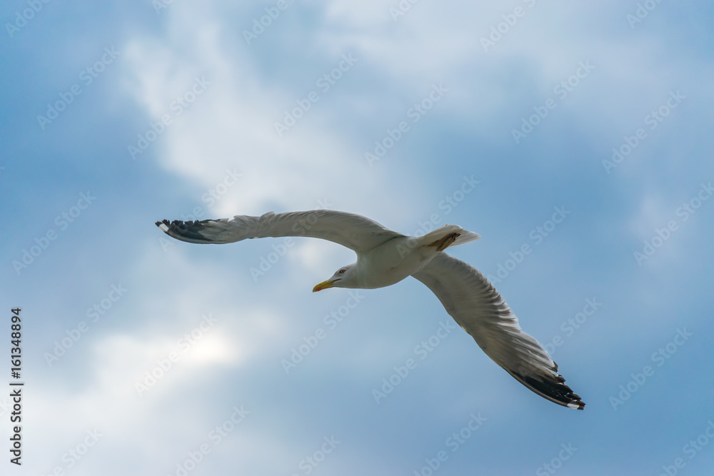 Obraz premium A large gull hovers above the Adriatic Sea in Montenegro.