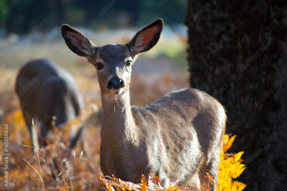 Fototapeta premium Deer close-up at Yosemite