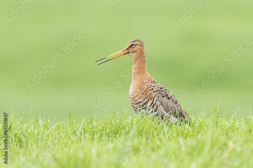 black-tailed godwit (Limosa Limosa) foraging in a wet meadow