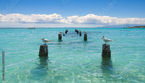 Obraz na płótnie Seagull - Anse de Saint Anne - Guadeloupe - Caribbean tropical island w salonie