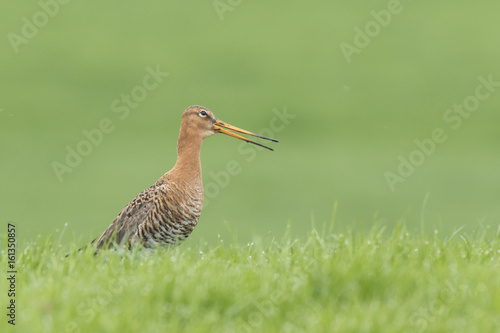 black-tailed godwit  Limosa Limosa  foraging in a wet meadow