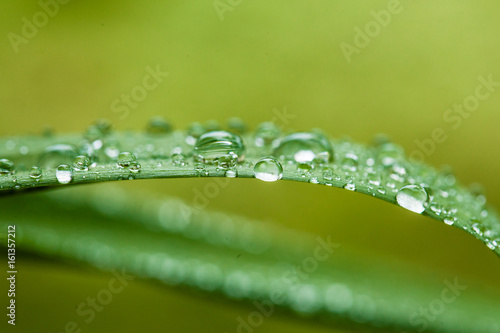 Morning dew on a green leaf