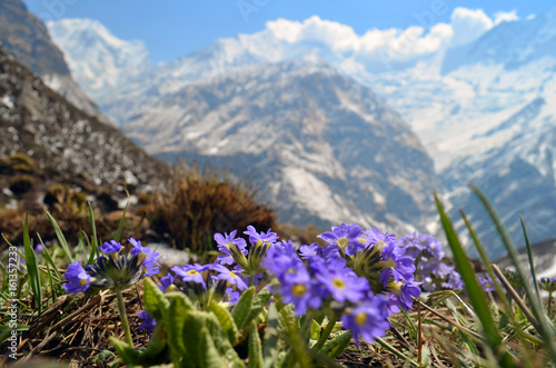Field, meadow of violet flowers with Rocky Mountains in background. Springtime in Nepal, Annapurna national park