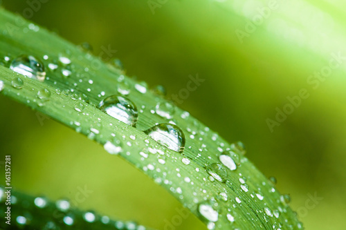 Morning dew on a green leaf