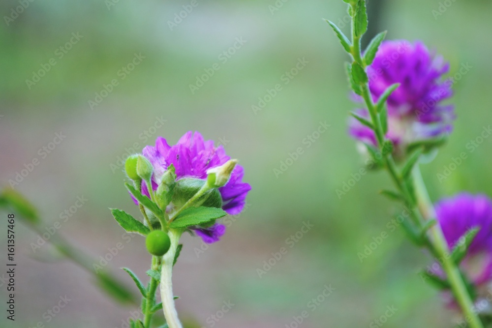 Fototapeta premium Flower