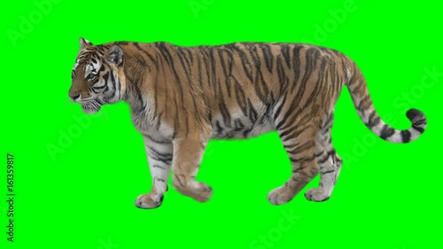 Tiger slowly walking seamlessly looped on green screen, real shot, isolated on chroma key, perfect for digital composition, cinema, 3d mapping