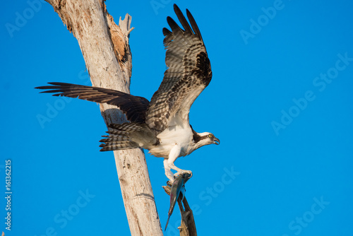 Osprey Raptor with Fish in Claws