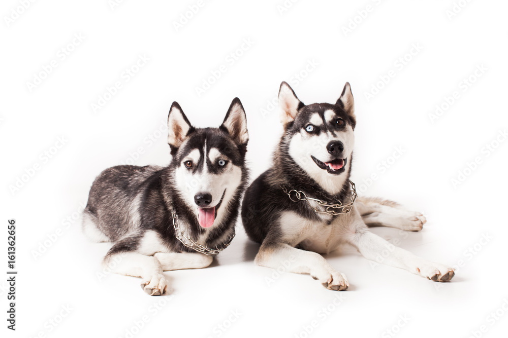 Two brothers huskies