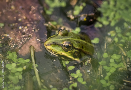 Frosch sieht aus dem Wasser