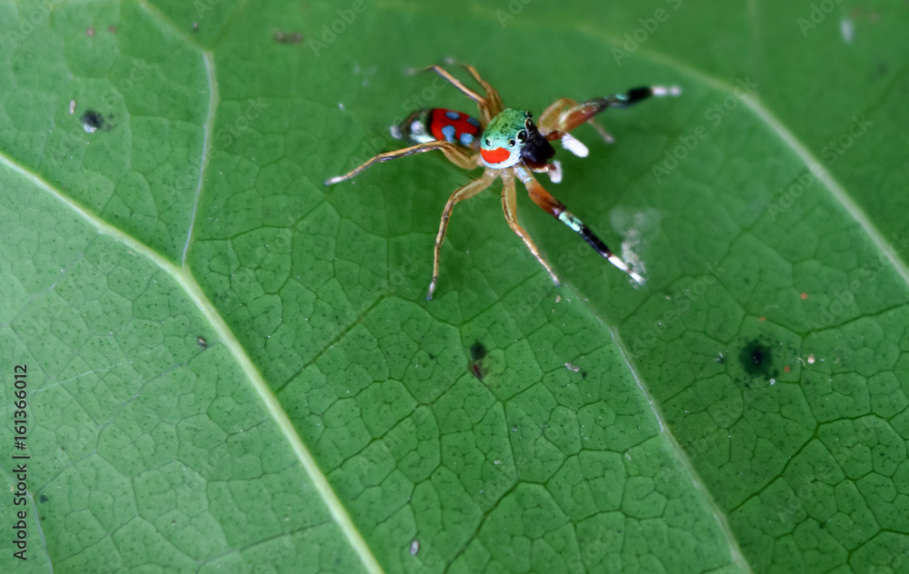 The little colorful spiders collection. The little colorful spiders collection.