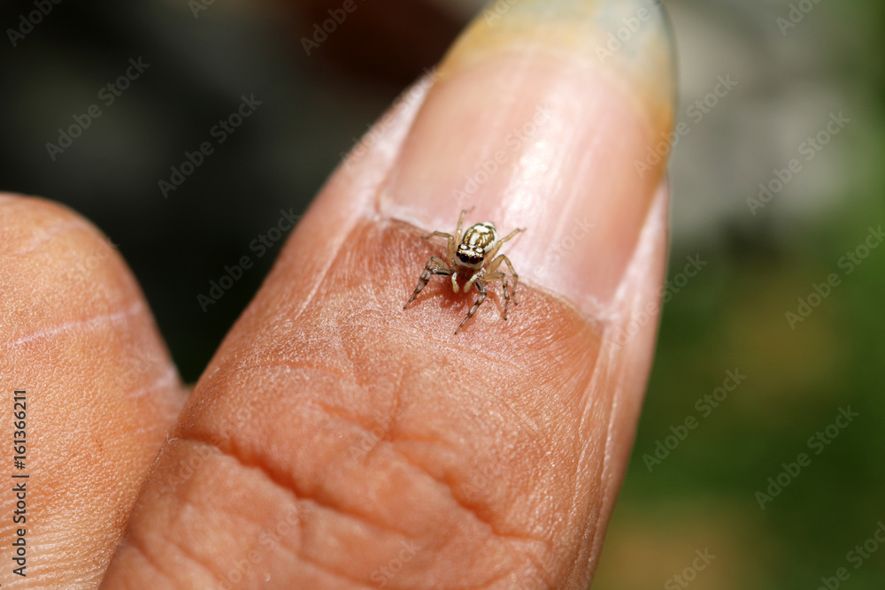 Obraz premium The little colorful spiders collection.