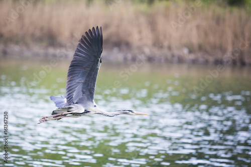 Gray Heron