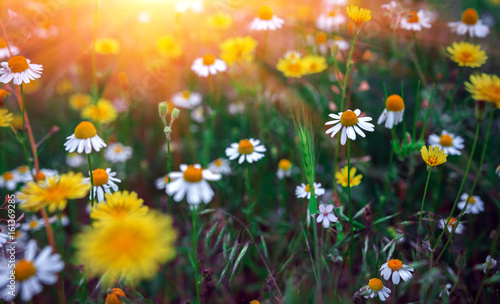 Fototapeta Naklejka Na Ścianę i Meble -  blured summer background with wild daisies at sunset.