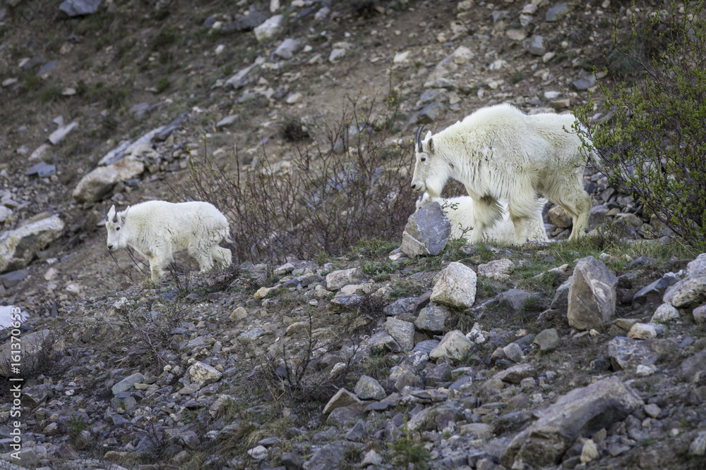 Mountain Goats in Colorado Mountain Goats in Colorado