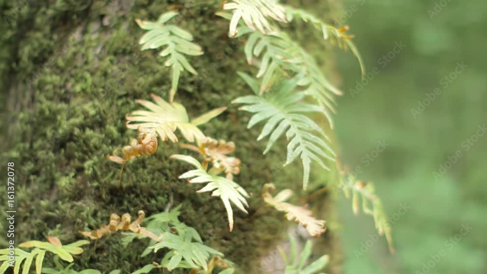 Fern growing on the tree trunk with moss on it. Blurry \ bokeh background. Fern growing on the tree trunk with moss on it. Blurry \ bokeh background.