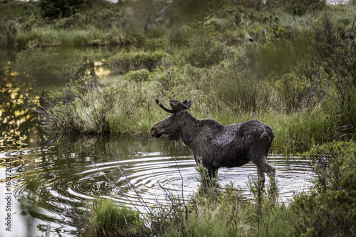 Moose reflection