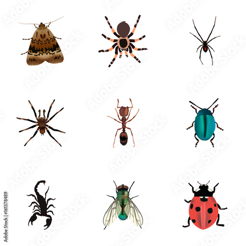 Realistic Poisonous, Tarantula, Ladybird And Other Vector Elements. Set Of Insect Realistic Symbols Also Includes Blue, Fly, Wasp Objects. © topvectorel