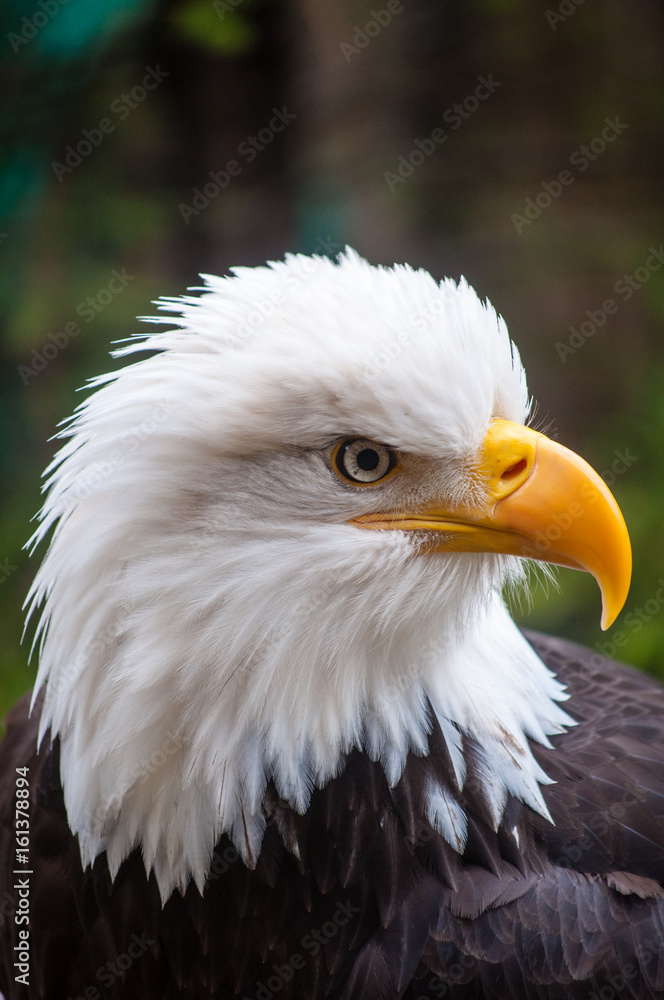 Obraz premium American Bald Eagle