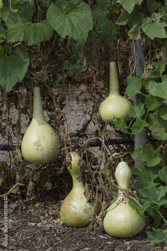 Four Growing Lagenaria Siceraria Bottle Gourd