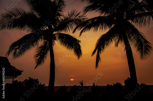 palm tree sunset © Francis