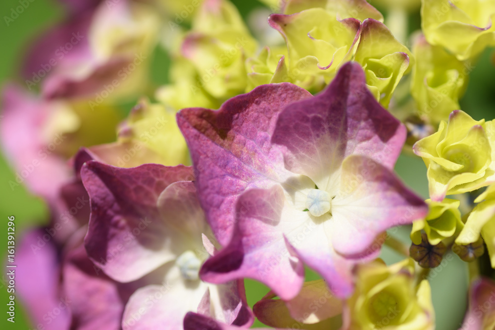 Fototapeta premium 京都 三室戸寺の紫陽花