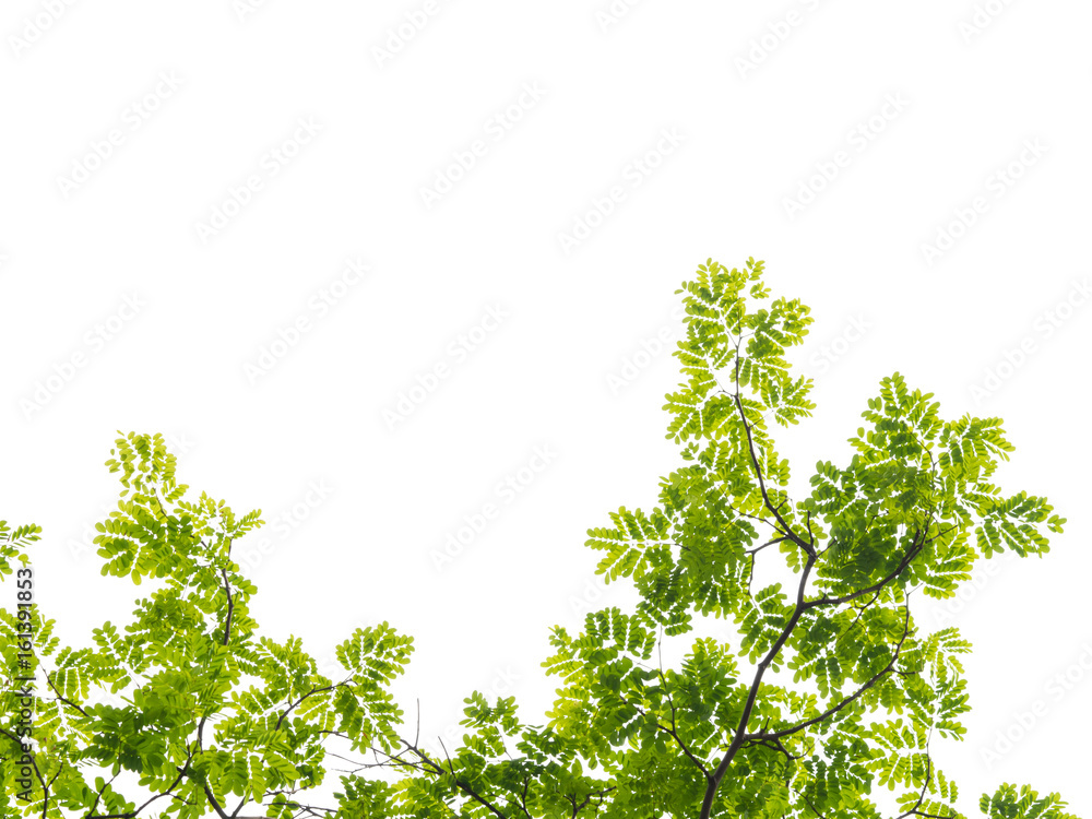 green tree leaf isolated on white background green tree leaf isolated on white background