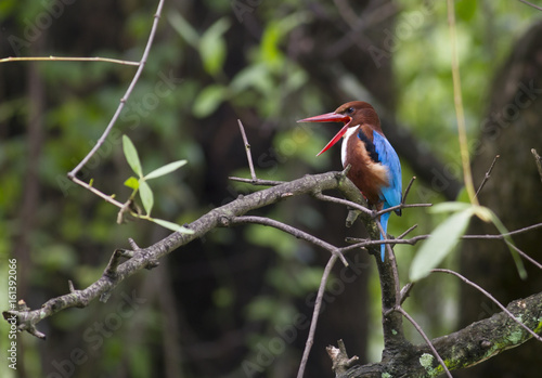 White throated Kingfisher .This is very common resident bird of Thailand which could be find around the country. 