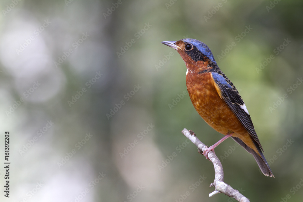 White throated rock thrush. This is a passage migrant and winter visitor bird of Thailand. Its habitat are evergreen forest, wooded gardens, secondary. White throated rock thrush. This is a passage migrant and winter visitor bird of Thailand. Its habitat are evergreen forest, wooded gardens, secondary.