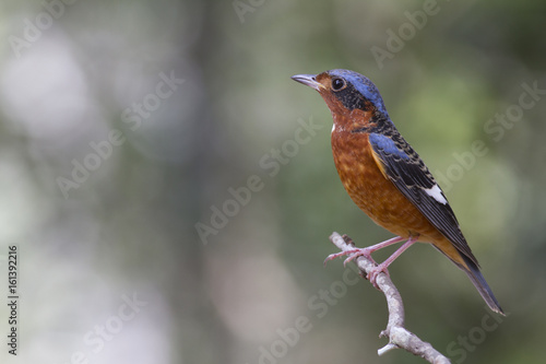 White throated rock thrush. This is a male passage migrant and winter visitor bird of Thailand. Its habitat are evergreen forest, wooded gardens, secondary.