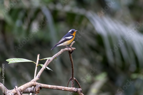 Mugimaki flycatcher (Ficedula mugimaki) This is a male passage migrant and winter visitor bird of Thailand. Its habitat are evergreen forest, wooded gardens, secondary. photo