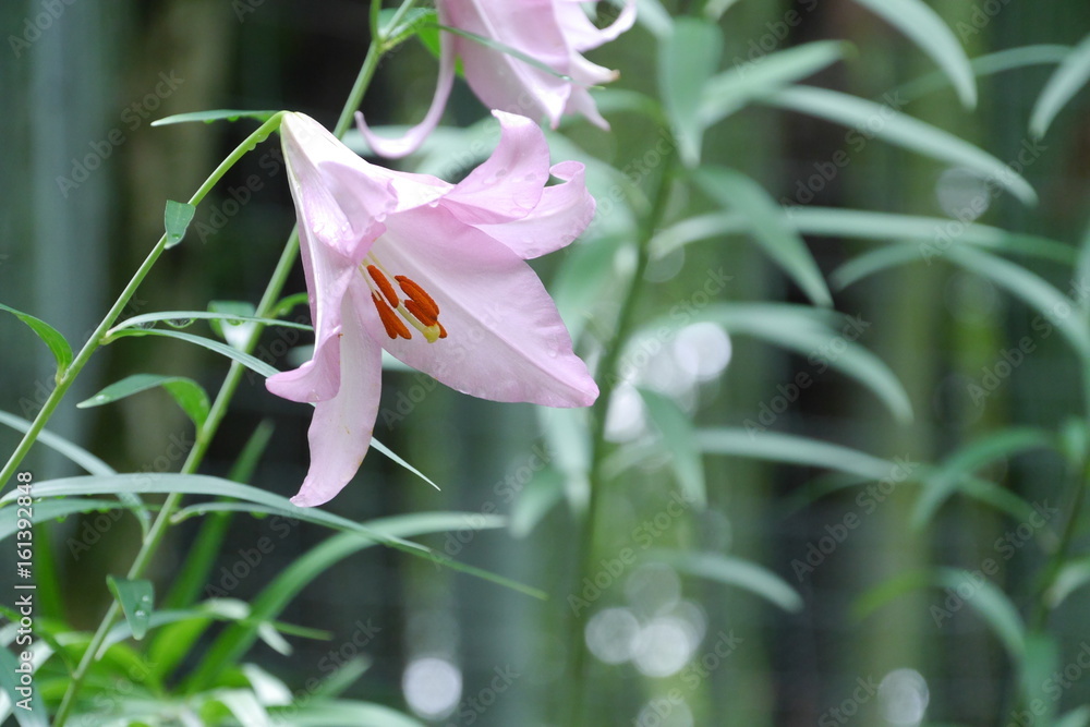 Obraz premium ササユリ