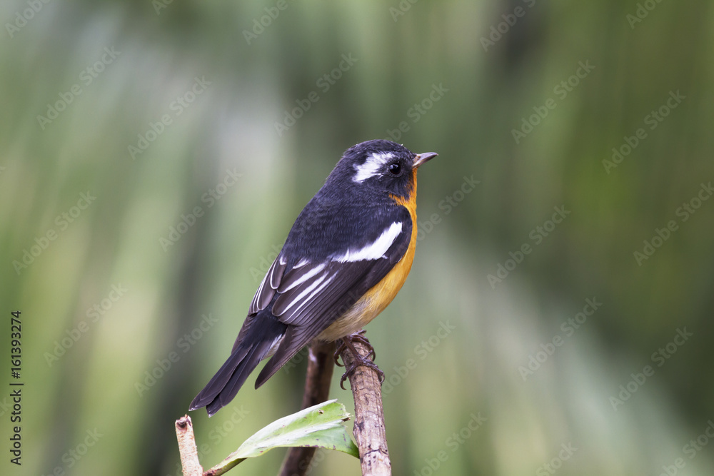 Naklejka premium Mugimaki flycatcher (Ficedula mugimaki) This is a male passage migrant and winter visitor bird of Thailand. Its habitat are evergreen forest, wooded gardens, secondary.