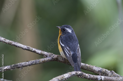 Mugimaki flycatcher (Ficedula mugimaki) This is a male passage migrant and winter visitor bird of Thailand. Its habitat are evergreen forest, wooded gardens, secondary.