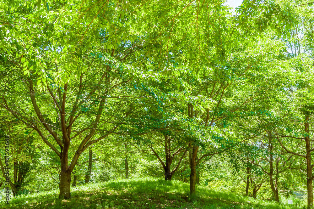 Fototapeta premium 新緑のイメージ