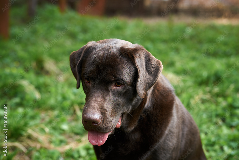 Dog, dog labrador, the dog stuck out his tongue Dog, dog labrador, the dog stuck out his tongue