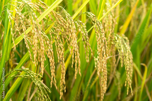Obraz na plátně Yellow rice paddy in field ready for harvest.