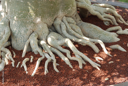 Photos Root.