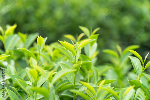 Green tea leaves in a tea plantation in morning