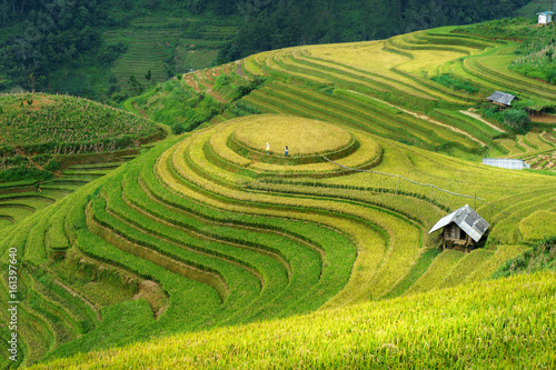Rice fields on terraced of Mu Cang Chai  Yen Bai  Vietnam