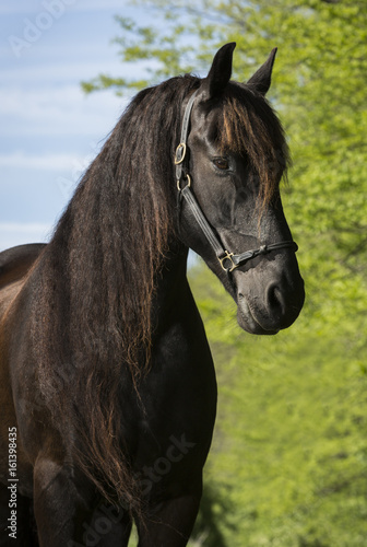 Portrait of Freisan