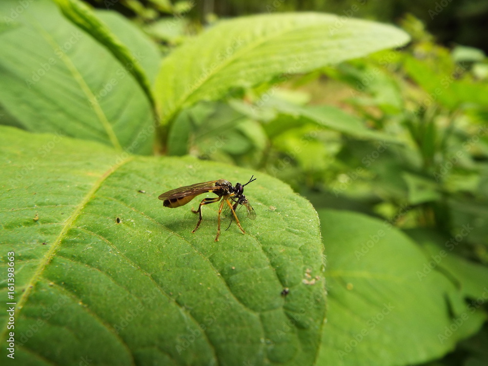 ハラボソムシヒキ 捕食 precarious on other insects ハラボソムシヒキ 捕食 precarious on other insects