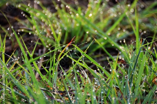 water drop on fresh grass in morning