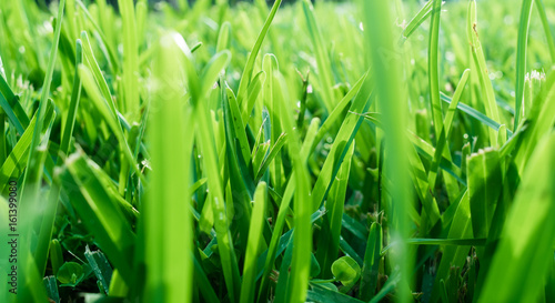 textured background - close up of green grass in the morning light