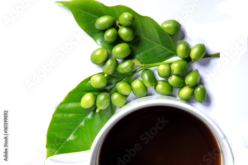Green coffee beans with leaf isolated on white background