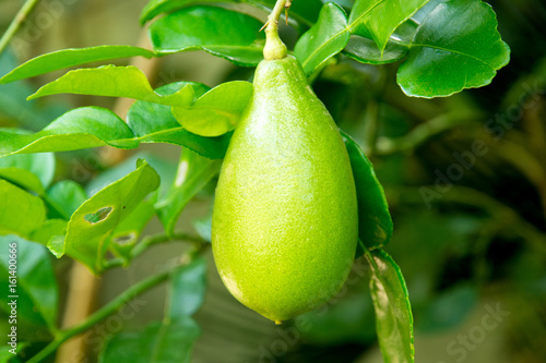 Australian Finger lime or Caviar Lime