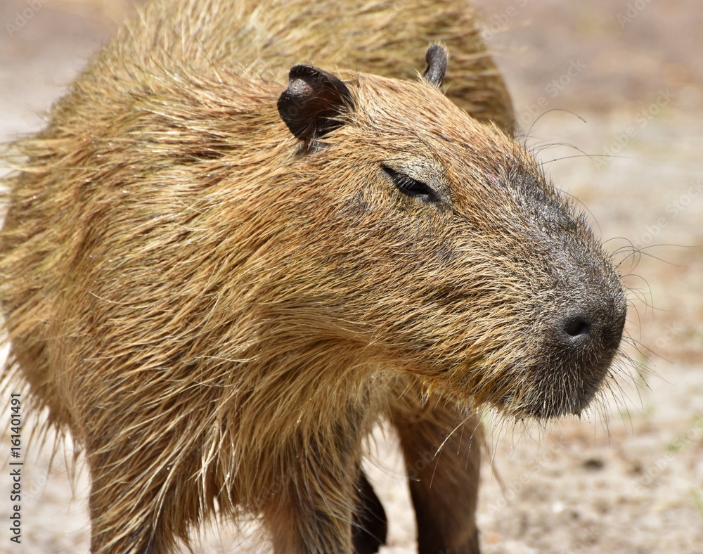 The Capybara (Hydrochoerus hydrochaeris), native to South America is the largest rodent in the world The Capybara (Hydrochoerus hydrochaeris), native to South America is the largest rodent in the world