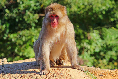 Japanese macaque © Karen Bogea