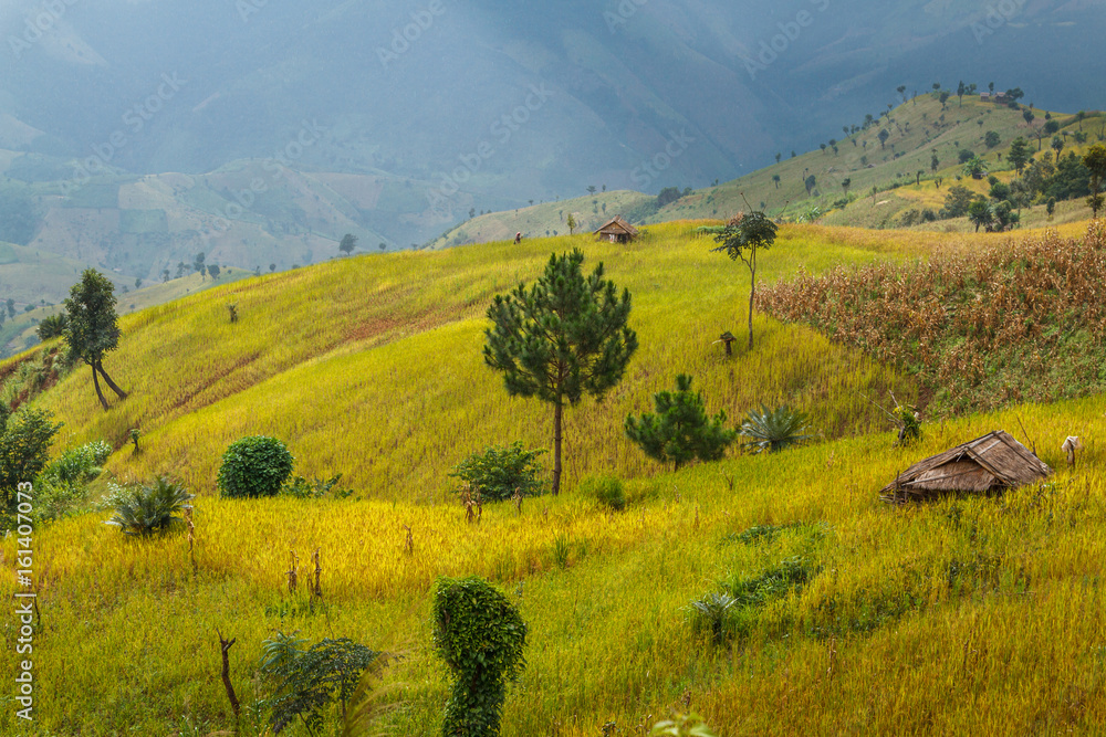 Golden Rice Field, a beautiful natural beauty on mountain in Nan, Nan Province, Thailand. Golden Rice Field, a beautiful natural beauty on mountain in Nan, Nan Province, Thailand.