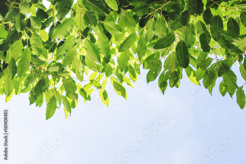 Green leaves and blue sky background